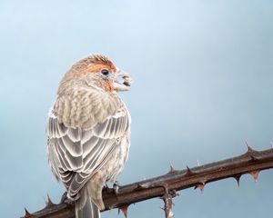 Превью обои мексиканская чечевица, птица, клюв, ветка, шипы