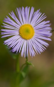 Превью обои мелколепестник, цветок, лепестки, макро, фиолетовый