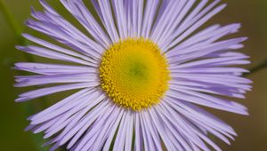 Превью обои мелколепестник, цветок, лепестки, макро, фиолетовый