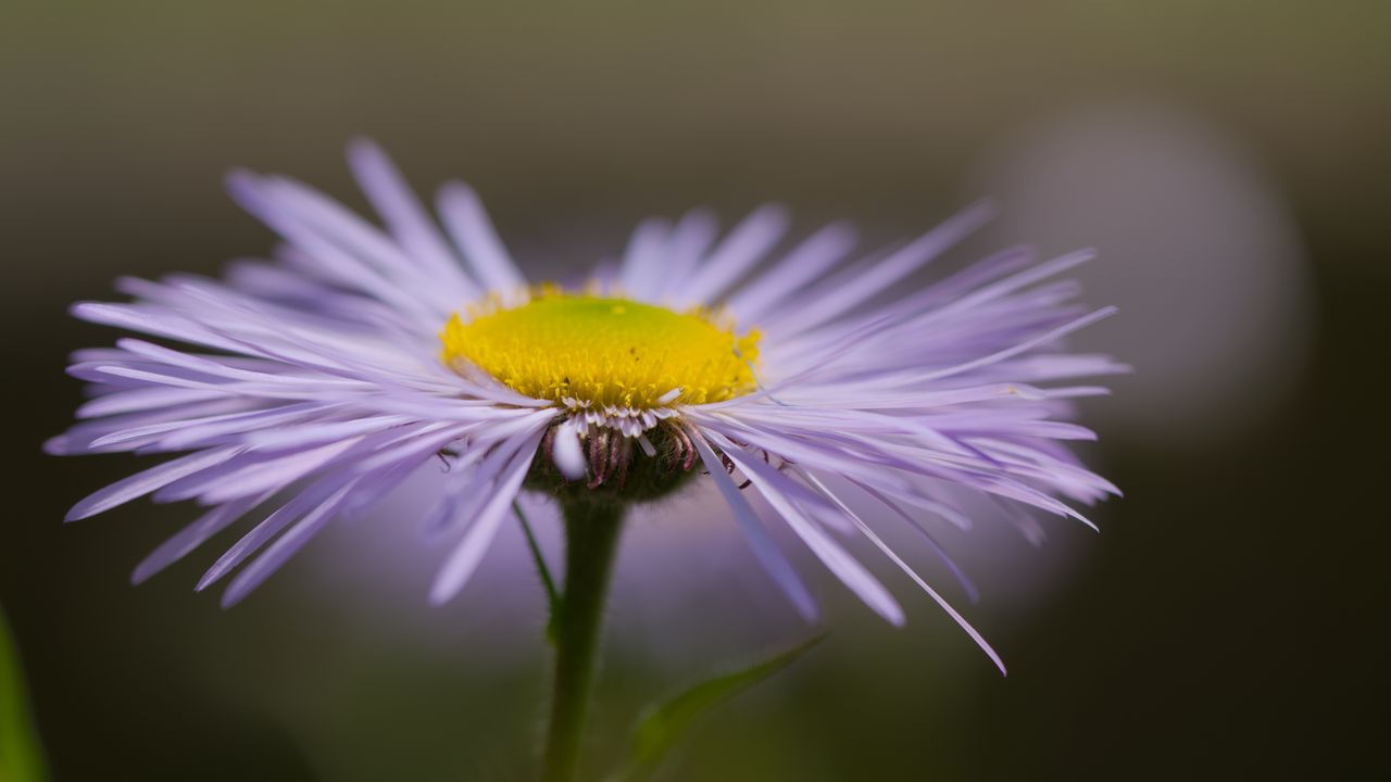 Обои мелколепестник, цветок, лепестки, макро, фиолетовый, блюр