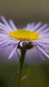 Превью обои мелколепестник, цветок, лепестки, макро, фиолетовый, блюр