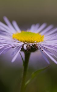 Превью обои мелколепестник, цветок, лепестки, макро, фиолетовый, блюр