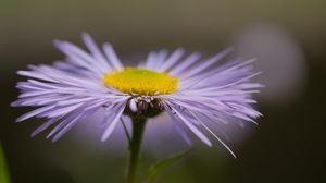 Превью обои мелколепестник, цветок, лепестки, макро, фиолетовый, блюр