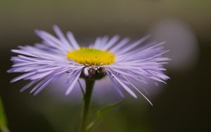 Превью обои мелколепестник, цветок, лепестки, макро, фиолетовый, блюр