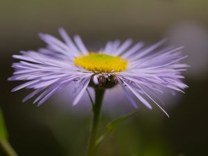 Превью обои мелколепестник, цветок, лепестки, макро, фиолетовый, блюр