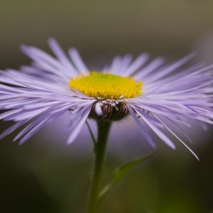 Превью обои мелколепестник, цветок, лепестки, макро, фиолетовый, блюр