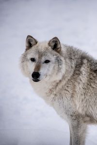 Превью обои мелвильский островной волк, волк, хищник, животное, снег