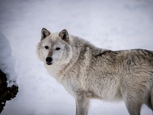 Превью обои мелвильский островной волк, волк, хищник, животное, снег