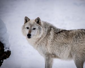 Превью обои мелвильский островной волк, волк, хищник, животное, снег