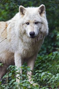 Превью обои мелвильский островной волк, волк, хищник, животное
