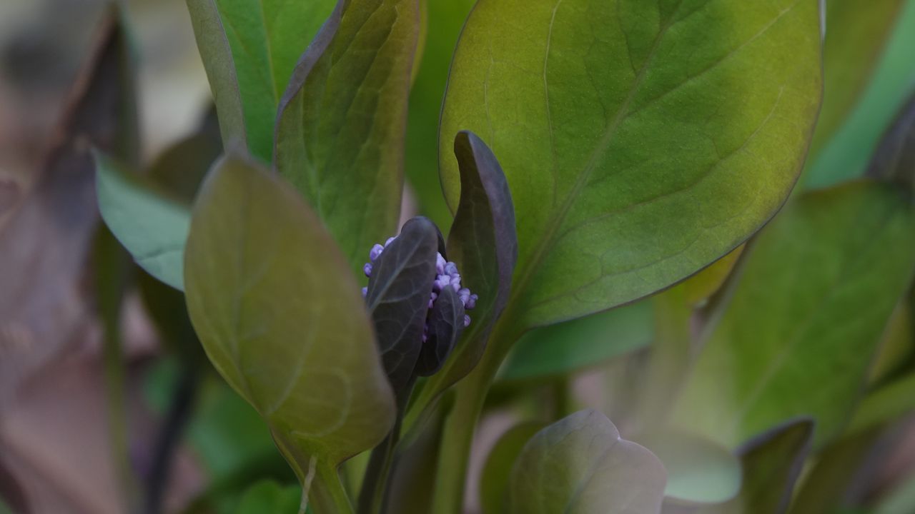Обои мертензия виргинская, цветок, листья, растение