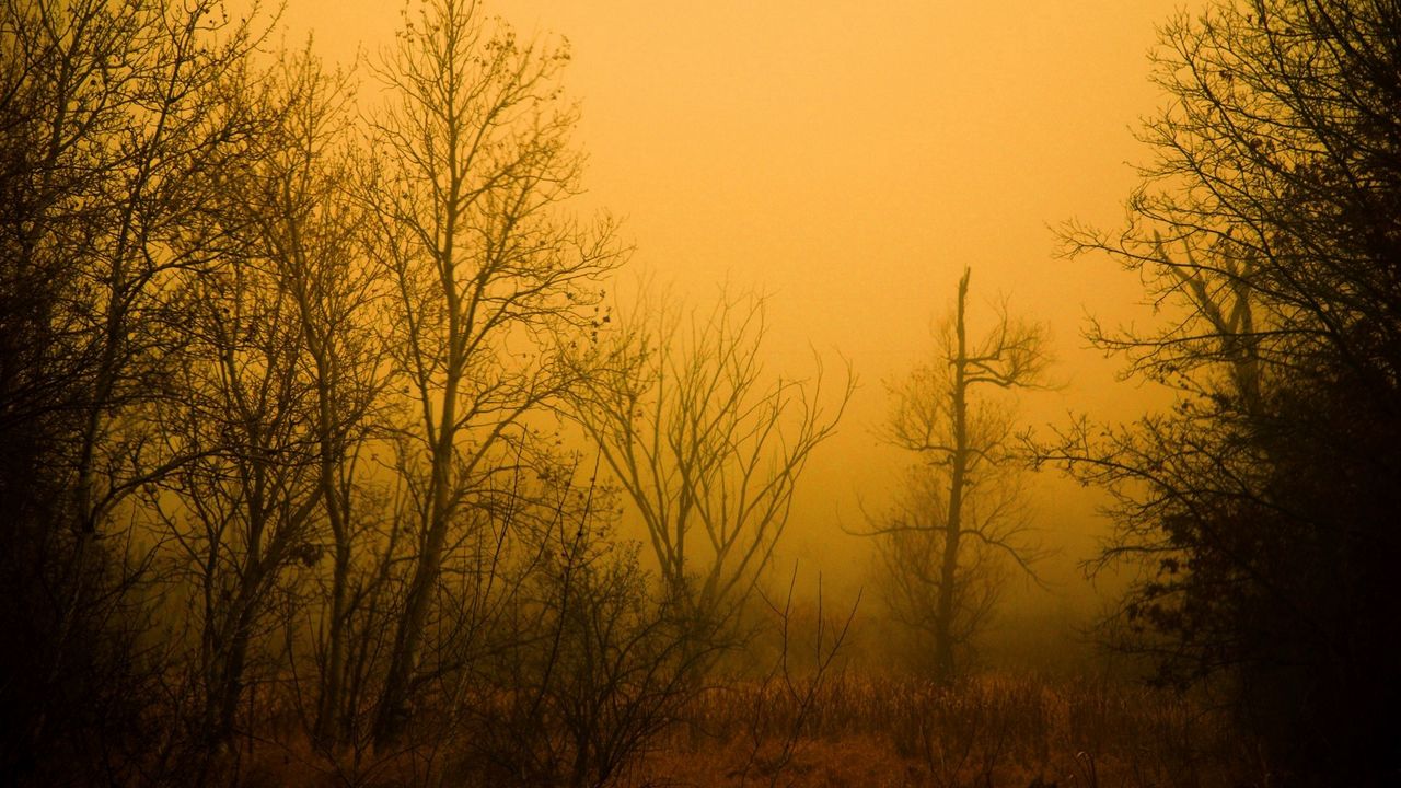 Обои мгла, туман, лес, деревья, голые, осень, оранжевый