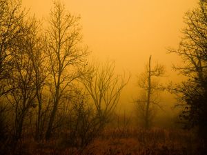 Превью обои мгла, туман, лес, деревья, голые, осень, оранжевый