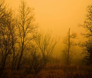 Превью обои мгла, туман, лес, деревья, голые, осень, оранжевый