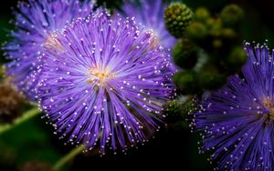 Превью обои мимоза стыдливая, мимозы, цветы, макро, блюр