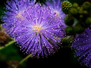 Превью обои мимоза стыдливая, мимозы, цветы, макро, блюр