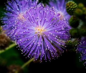 Превью обои мимоза стыдливая, мимозы, цветы, макро, блюр