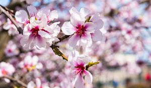 Превью обои миндаль, цветы, лепестки, ветка