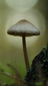Превью обои мицена, гриб, природа, макро, мох, трава, блюр