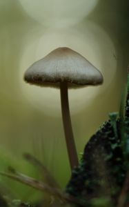 Превью обои мицена, гриб, природа, макро, мох, трава, блюр