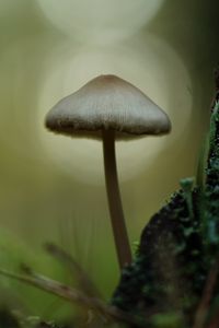 Превью обои мицена, гриб, природа, макро, мох, трава, блюр