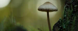 Превью обои мицена, гриб, природа, макро, мох, трава, блюр