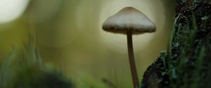 Превью обои мицена, гриб, природа, макро, мох, трава, блюр