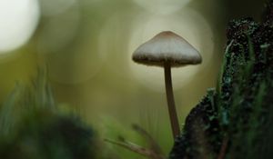 Превью обои мицена, гриб, природа, макро, мох, трава, блюр
