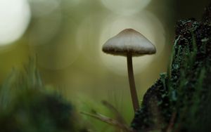 Превью обои мицена, гриб, природа, макро, мох, трава, блюр