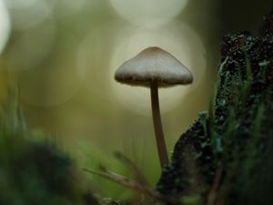 Превью обои мицена, гриб, природа, макро, мох, трава, блюр