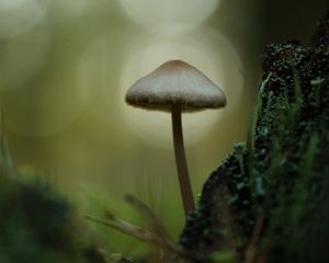 Превью обои мицена, гриб, природа, макро, мох, трава, блюр