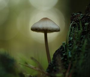 Превью обои мицена, гриб, природа, макро, мох, трава, блюр