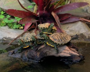 Превью обои много, черепахи, деревяшка, вода