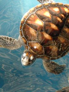 Превью обои много, море, подводный мир, черепахи