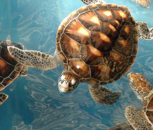 Превью обои много, море, подводный мир, черепахи