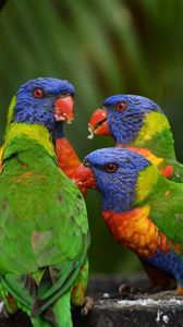 Превью обои многоцветный лорикет, попугаи, птицы