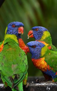 Превью обои многоцветный лорикет, попугаи, птицы