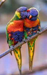 Превью обои многоцветный лорикет, попугаи, птицы, пара, нежность