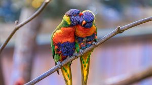 Превью обои многоцветный лорикет, попугаи, птицы, пара, нежность