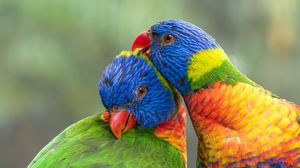 Превью обои многоцветный лорикет, попугаи, птицы, разноцветный