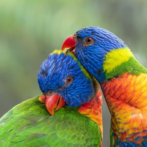 Превью обои многоцветный лорикет, попугаи, птицы, разноцветный