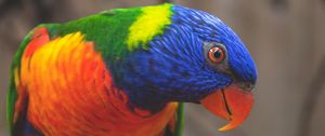 Превью обои многоцветный лорикет, попугай, птица, разноцветный