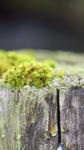 Превью обои мох, дерево, кора, зелень, макро, природа