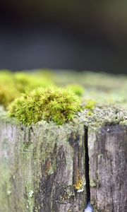 Превью обои мох, дерево, кора, зелень, макро, природа