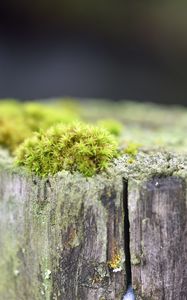Превью обои мох, дерево, кора, зелень, макро, природа