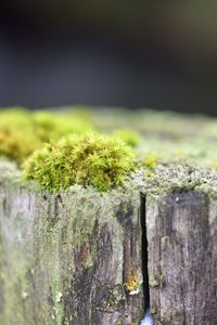 Превью обои мох, дерево, кора, зелень, макро, природа