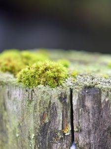 Превью обои мох, дерево, кора, зелень, макро, природа