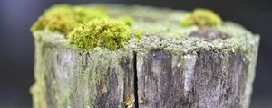 Превью обои мох, дерево, кора, зелень, макро, природа