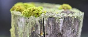Превью обои мох, дерево, кора, зелень, макро, природа