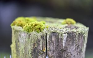 Превью обои мох, дерево, кора, зелень, макро, природа